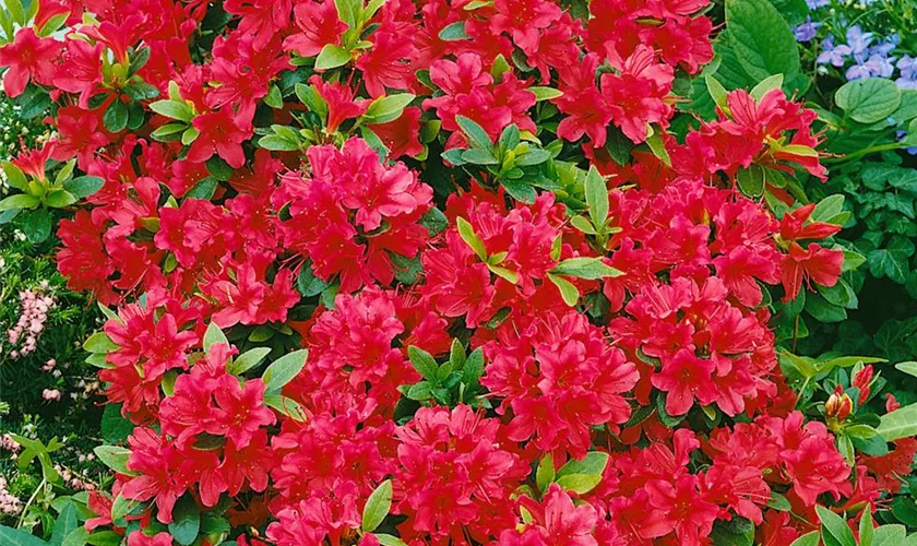 Rhododendron obtusum 'Geisha Red'