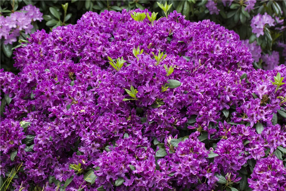 Rhododendron 'Azurro' Pflanze, Pflege & Tipps  Floragard