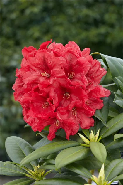 Rhododendron 'Rabatz' Pflanze, Pflege & Tipps  Floragard