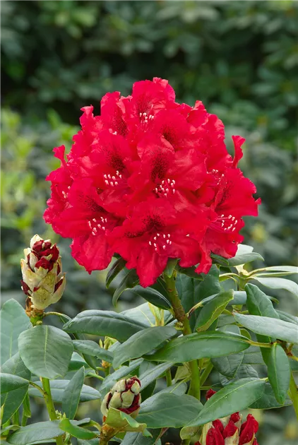 INKARHO Rhododendron Pflanze, Pflege & Tipps  Floragard