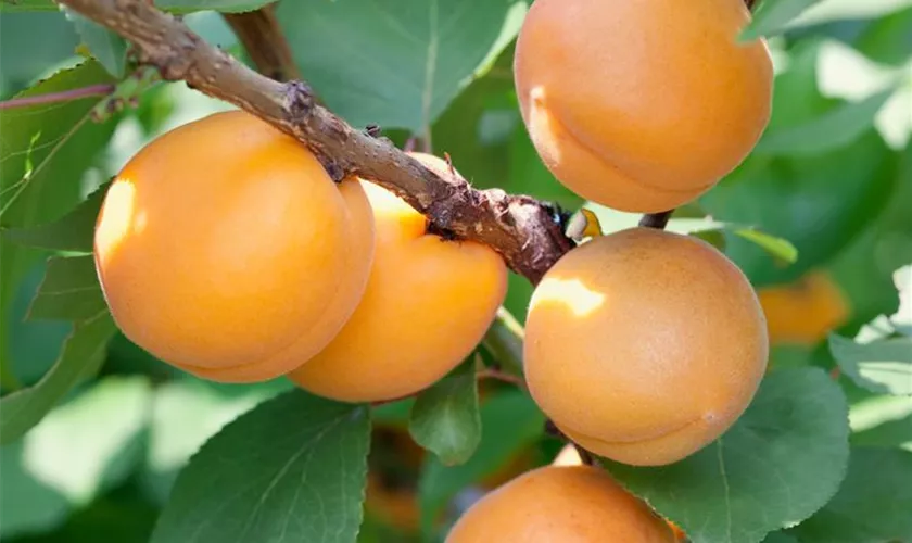 Prunus armeniaca 'Sungigant'