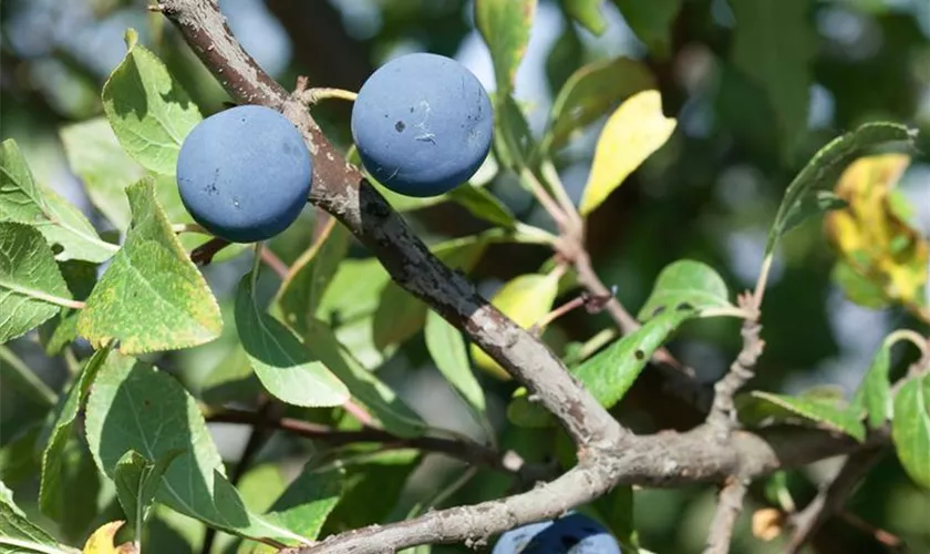 Prunus domestica subsp. insititia