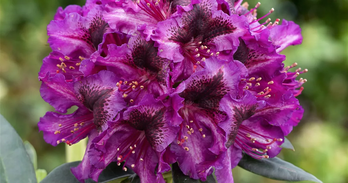 Rhododendron 'Gunter Dinger' Pflanze, Pflege & Tipps  Floragard