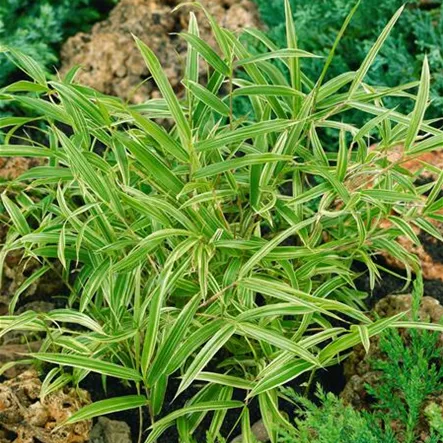 Bambus 'Elegantissimus' Bambus 'Elegantissimus'