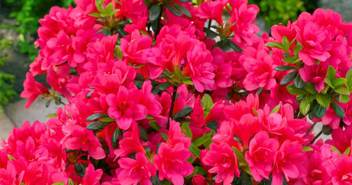 Japanische Azalee 'Gislinde' Pflanze, Pflege & Tipps  Floragard