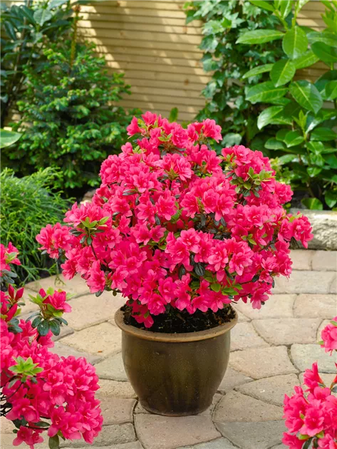 Japanische Azalee 'Gislinde' Pflanze, Pflege & Tipps  Floragard