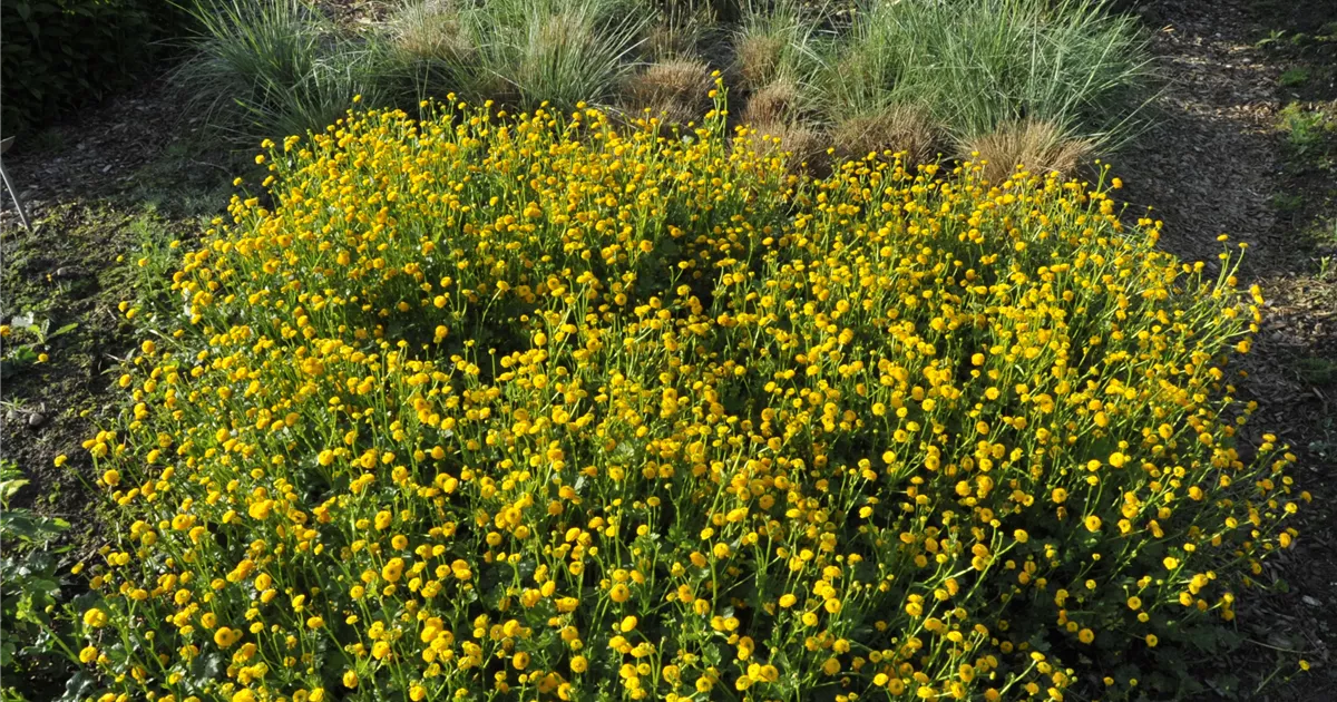 Kriechender Hahnenfu 'Pleniflora' Pflanze, Pflege & Tipps  Floragard