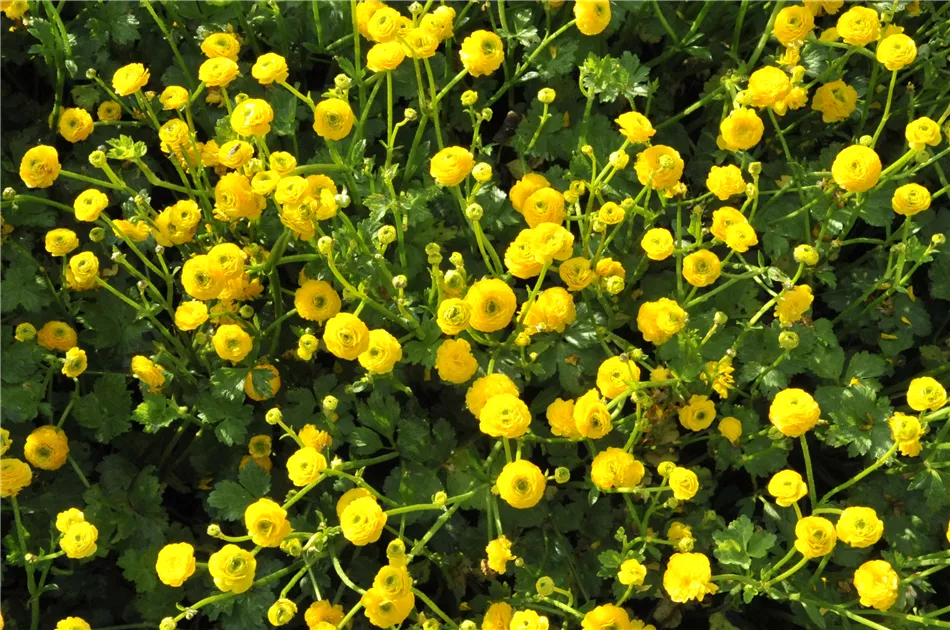 Kriechender Hahnenfu 'Pleniflora' Pflanze, Pflege & Tipps  Floragard