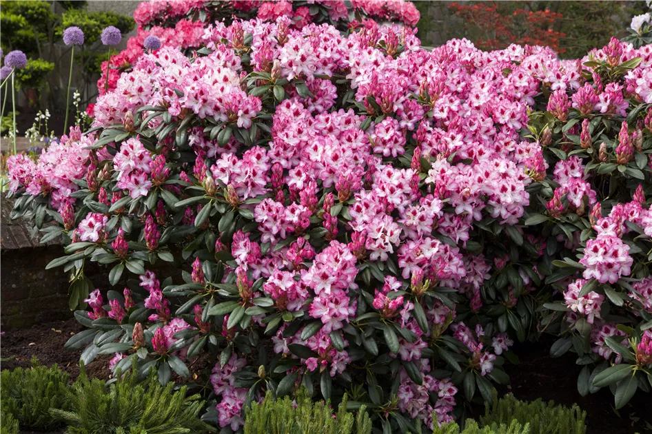 Rhododendron 'Hachmanns Charmant'(s) Pflanze, Pflege & Tipps  Floragard