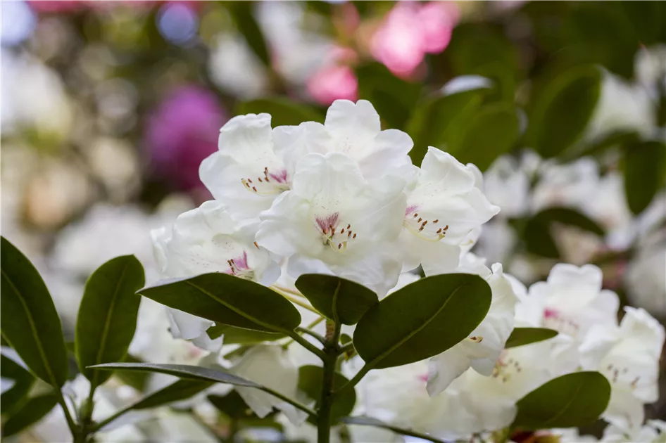 Rhododendron 'Hachmanns Picobello' Pflanze, Pflege & Tipps  Floragard