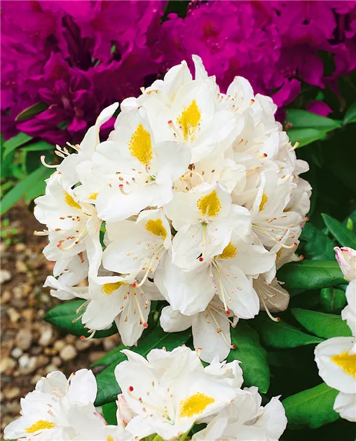 Rhododendron-Hybride 'Madame Masson' Pflanze, Pflege & Tipps  Floragard