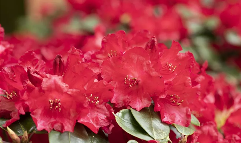 Rhododendron 'Lisetta'®