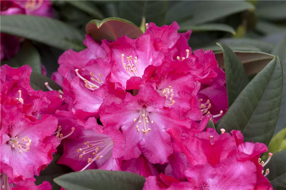 saurer boden fr rhododendron Floragard Bio-Erde Sauer