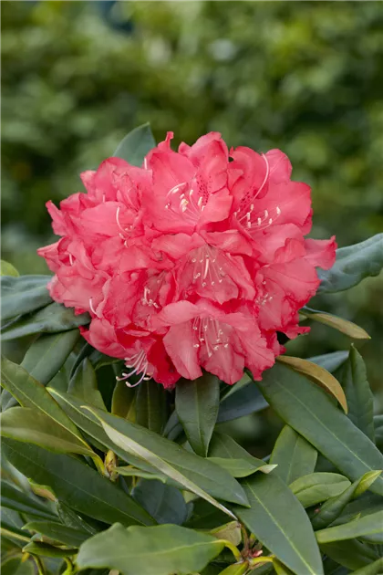 Rhododendron 'Diamant' Pflanze, Pflege & Tipps  Floragard