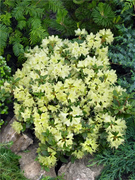 Rhododendron hanceanum 'Princess Anne' Pflanze, Pflege & Tipps  Floragard