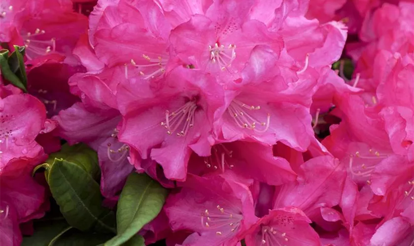 Rhododendron makinoi 'Diamant', Stamm