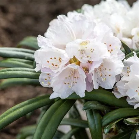Rhododendron 'Makiyak'