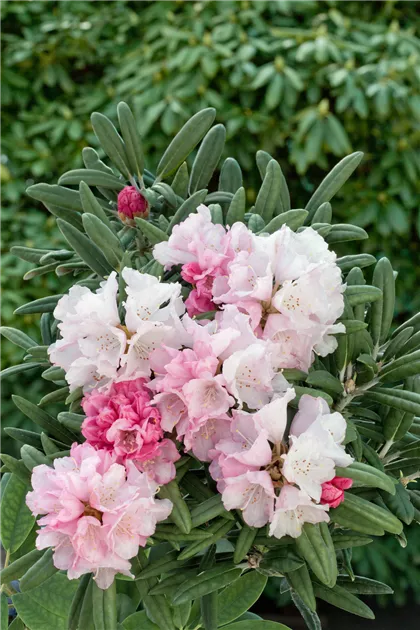 Rhododendron 'Makiyak' Pflanze, Pflege & Tipps  Floragard