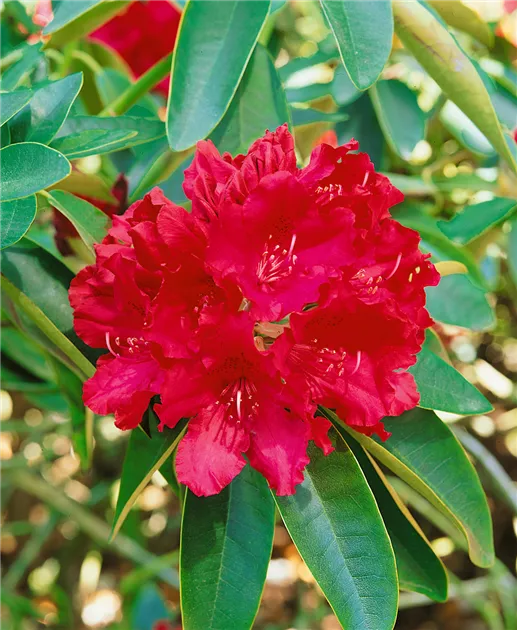 Rhododendron 'Blinklicht' Pflanze, Pflege & Tipps  Floragard