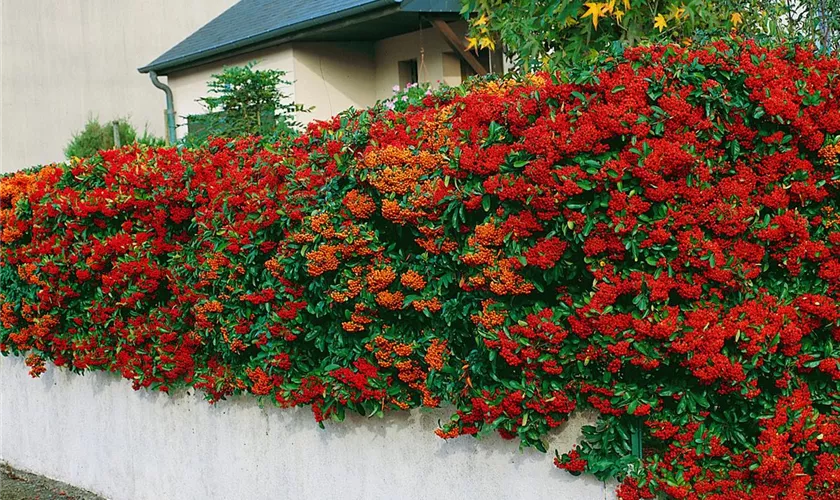 Pyracantha coccinea 'Ventoux Red'