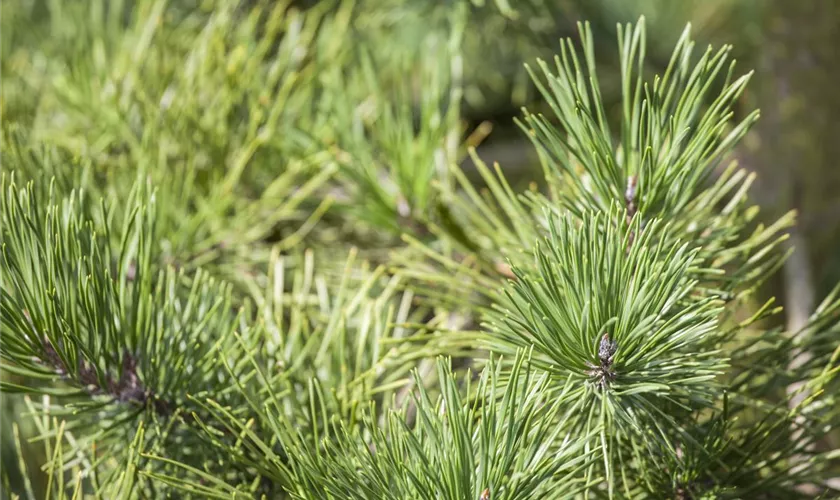 Pinus pungens