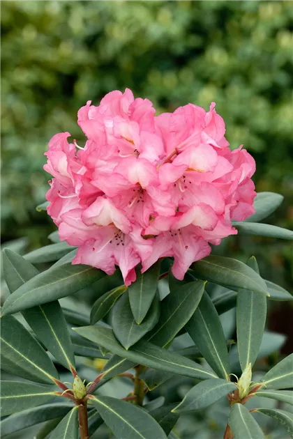Rhododendron 'Herbstzauber'(s) Pflanze, Pflege & Tipps  Floragard