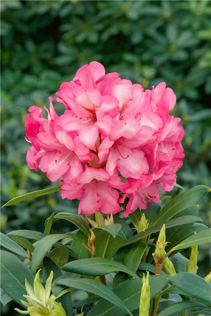 Rhododendron 'Herbstzauber'(s) Pflanze, Pflege & Tipps  Floragard