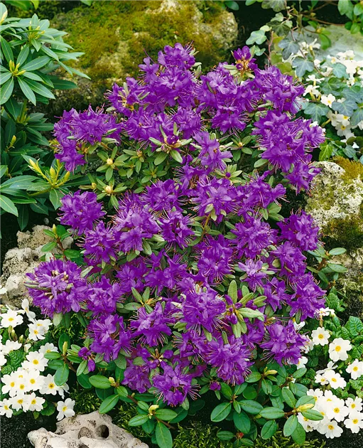 Rhododendron hippophaeoides 'Blue Silver' Pflanze, Pflege & Tipps   Floragard