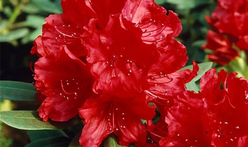 Rhododendron 'Scarlet Romance'