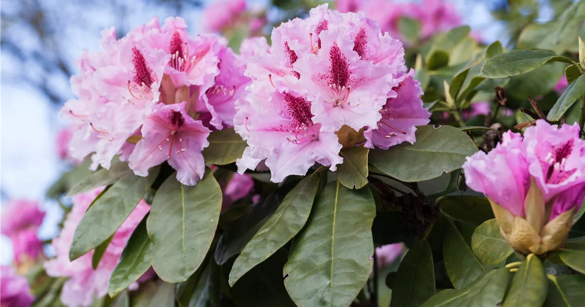 Rhododendron 'Holstein' Pflanze, Pflege & Tipps  Floragard
