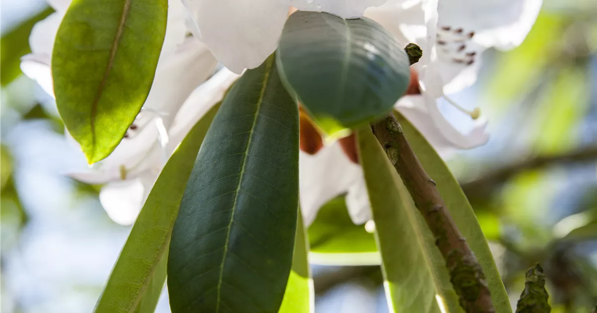 Rhododendron calophytum Pflanze, Pflege & Tipps  Floragard