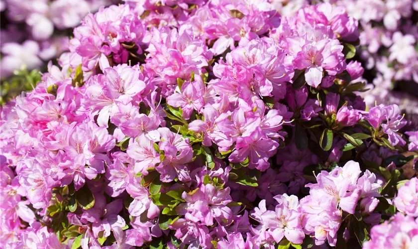 Rhododendron obtusum 'Negligé'®