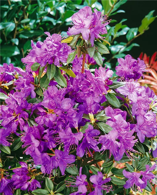 Rhododendron calostrotum 'Azurella' Pflanze, Pflege & Tipps  Floragard