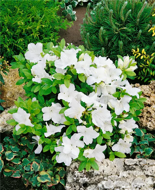Japanische Azalee 'Pleasant White' Pflanze, Pflege & Tipps  Floragard