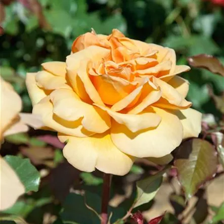 Edelrose 'Kupferkönigin'® Edelrose 'Kupferkönigin'®