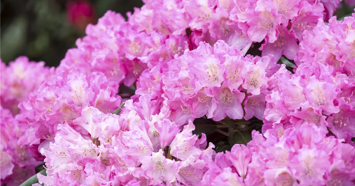 Rhododendron yakushimanum 'Kalinka' Pflanze, Pflege & Tipps  Floragard