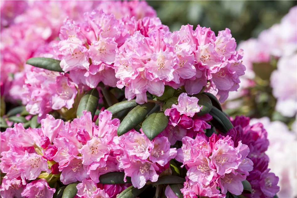 Rhododendron yakushimanum 'Kalinka' Pflanze, Pflege & Tipps  Floragard