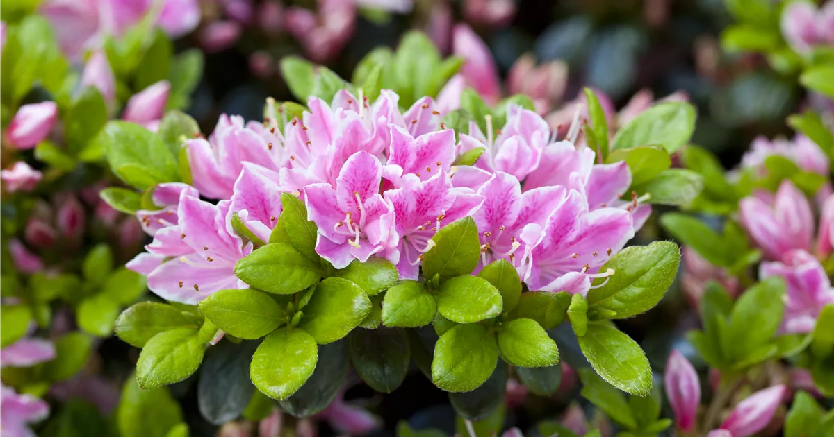 Japanische Azalee 'Rokoko' Pflanze, Pflege & Tipps  Floragard