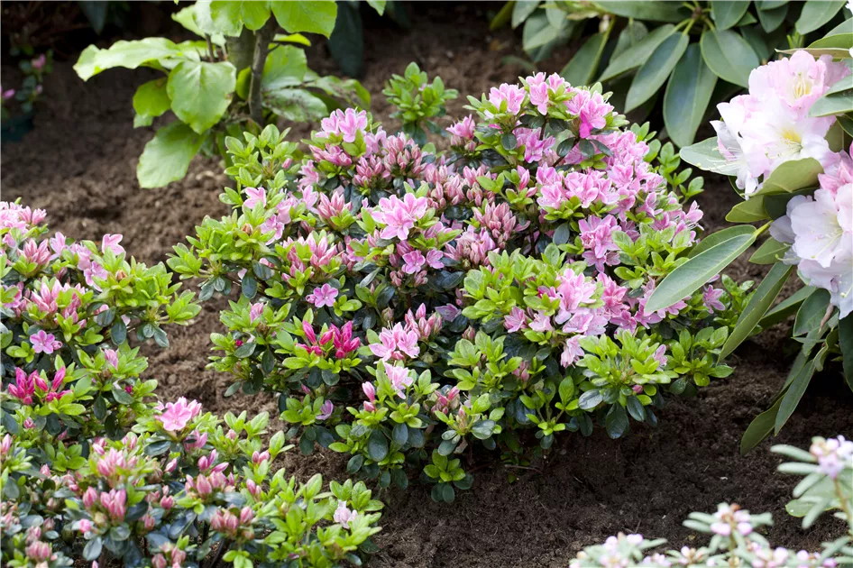 rhododendron mit urin düngen Rhododendron Dünger flüssig 5 L main image 0