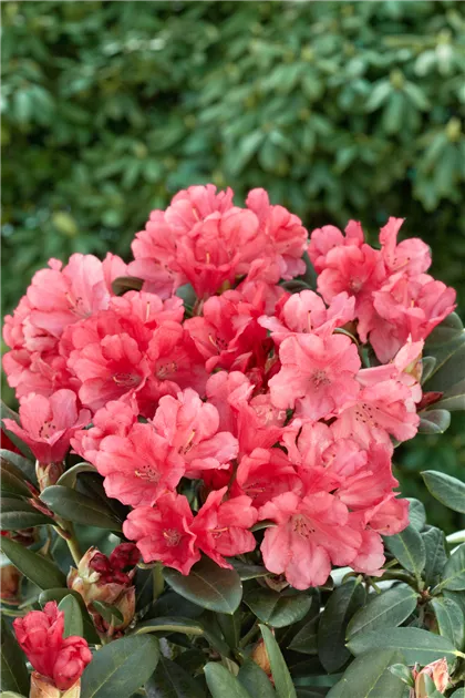 Rhododendron yakushimanum 'Lampion' Pflanze, Pflege & Tipps  Floragard