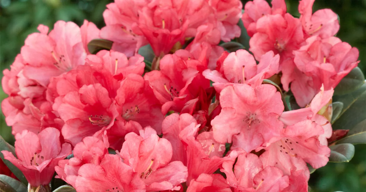 Rhododendron yakushimanum 'Karminkissen' Pflanze, Pflege & Tipps   Floragard