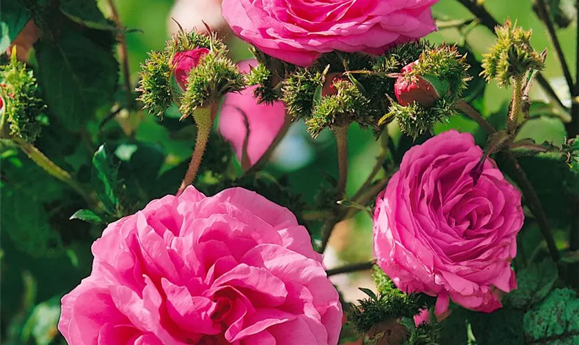Strauchrose 'Cristata'