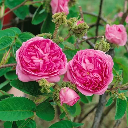 Moosrose 'Petite de Hollande' Moosrose 'Petite de Hollande'