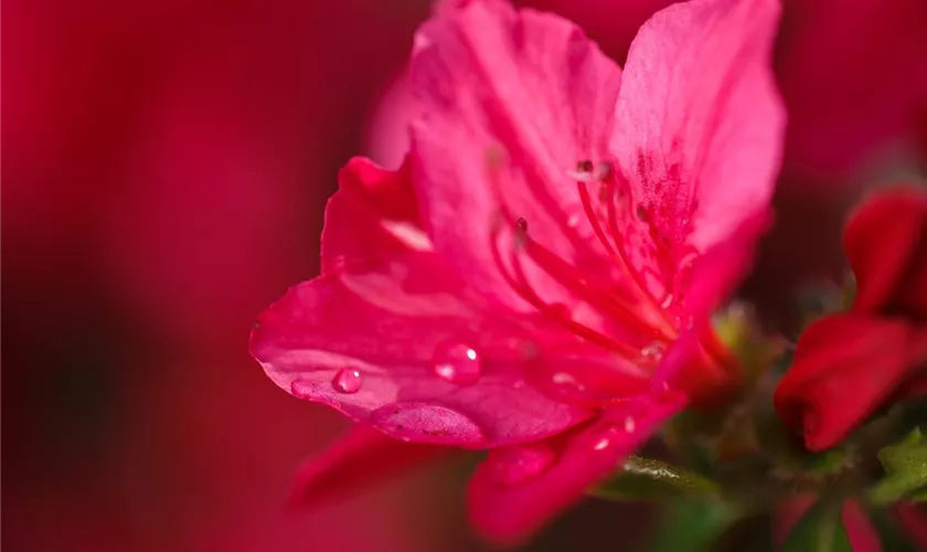 Rhododendron obtusum 'Rotkehlchen'