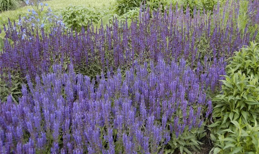 Salvia nemorosa 'Wesuwe'