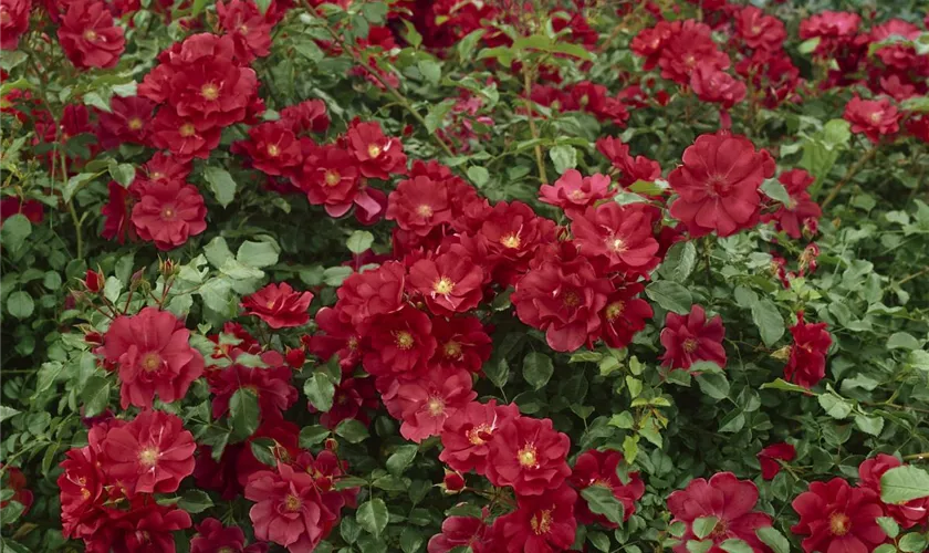 Rosa 'Dark Red'