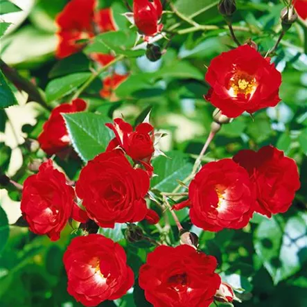 Bodendeckerrose 'Scarlet Meidiland'® Bodendeckerrose 'Scarlet Meidiland'®