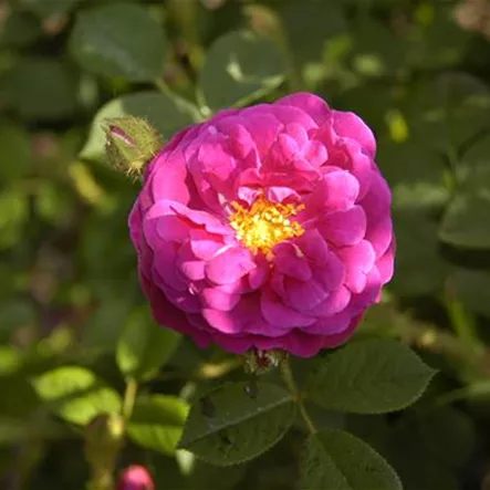 Moosrose 'Muscosa Rubra' Moosrose 'Muscosa Rubra'