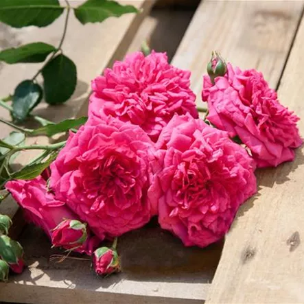 Kletterrose 'Laguna'® Kletterrose 'Laguna'®