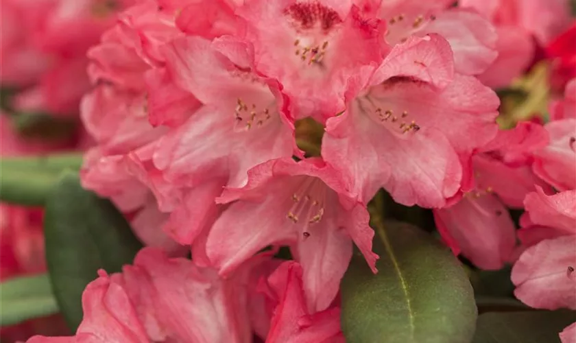 Yaku-Rhododendron 'Sneezy'